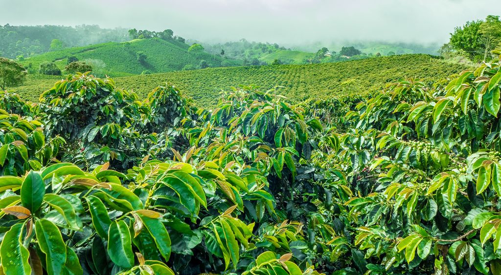 Coorg Romantic Getaway Package