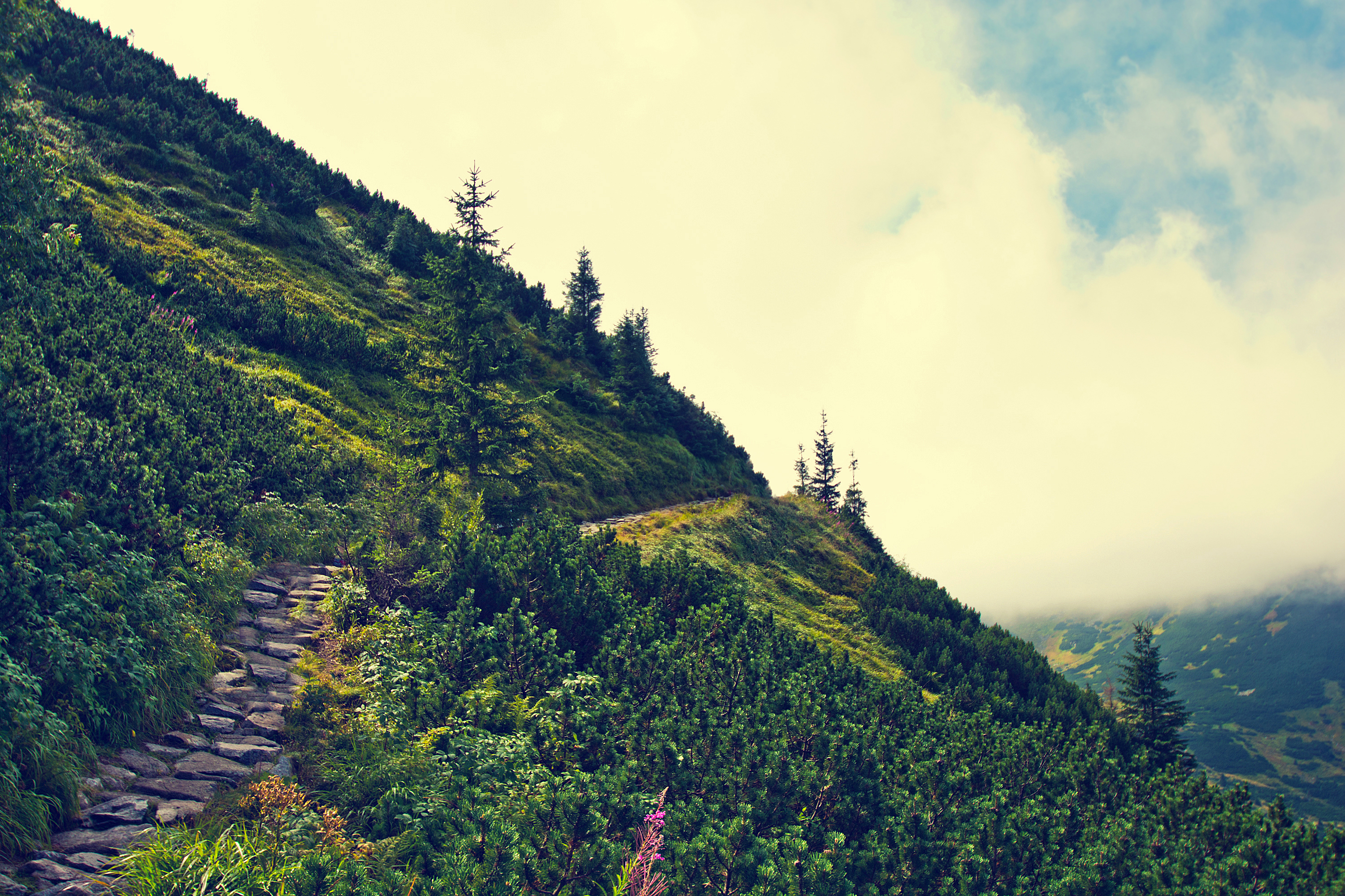 Coorg Trek & Camp